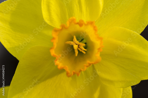 Fototapeta Naklejka Na Ścianę i Meble -  Yellow flower narcissus.