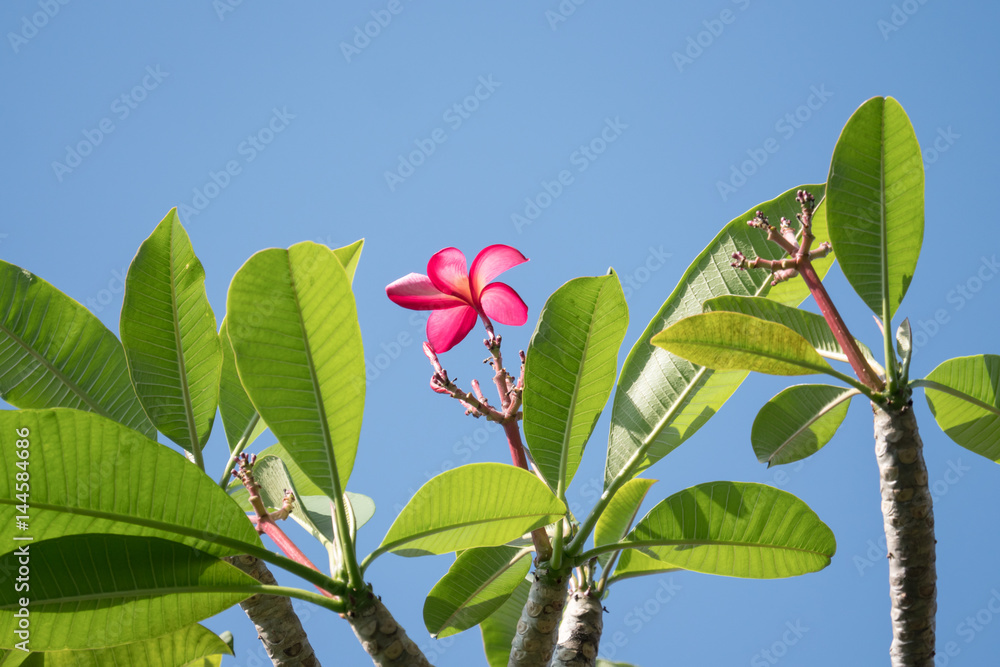 Pink frangipani flower, Phumeria Pink frangipani flower, Phumeria