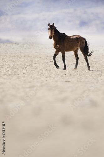 Wild Namibian Desert Horse.
