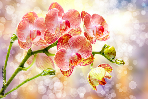 Orchid flower close up