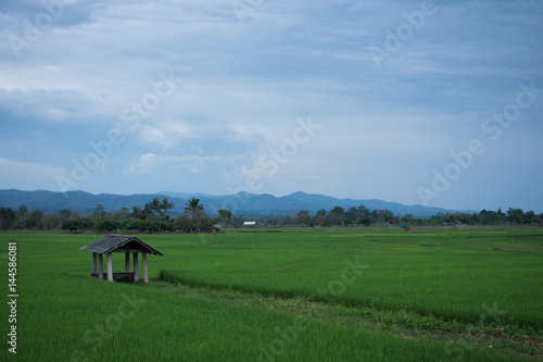Green Terraced Rice Field in Chiangrai, Thailand