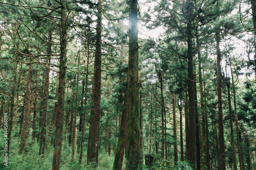  forest in Alishan taiwan taichung
