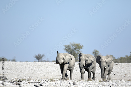 Elephants marching towards a water hole.