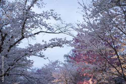 Cherry blossom night view at Kyoto Botanical Gardens