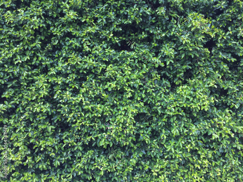 Banyan Tree covered wall, background or texture with green leaves lush.