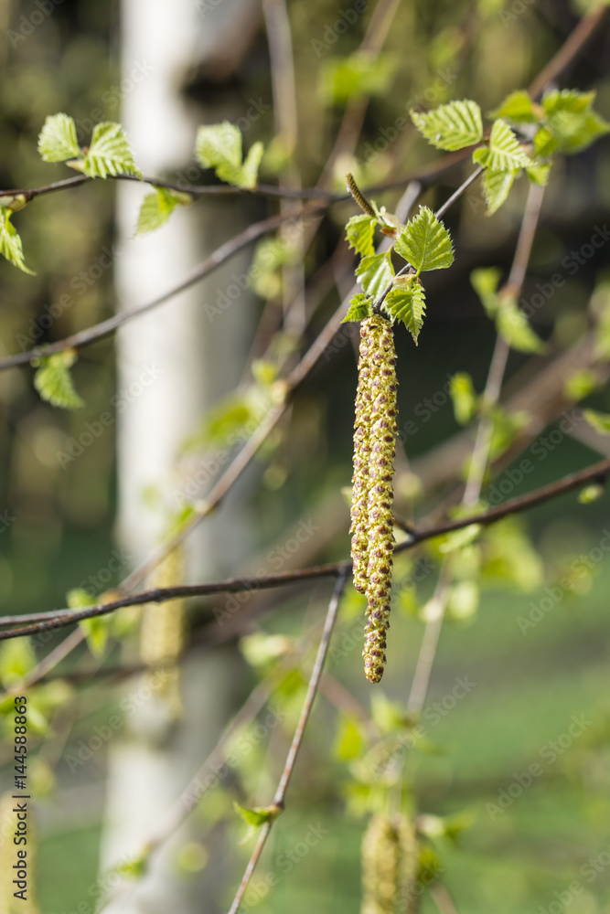 Naklejka premium Birch pollen braid.