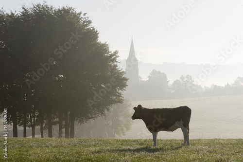 Een koe in een weiland in de Belgische Voerstreek photo