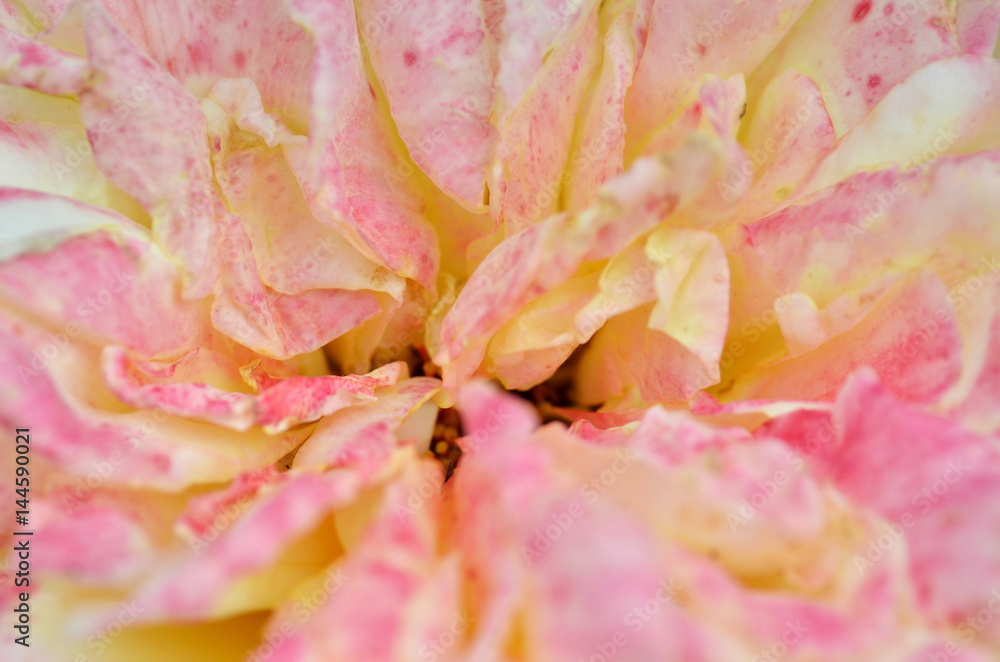 Pink rose flower Pink rose flower