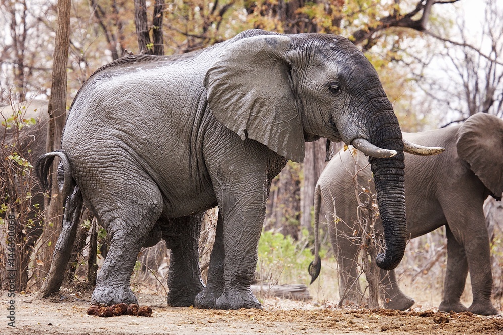 African Elefant on rubbing post