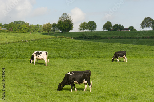 Koeien in een weiland in de Belgische Voerstreek © twanwiermans