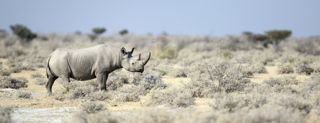 Fototapete Nashorn Spitzmaulnashorn, das durch das Veldt geht  © 2630ben