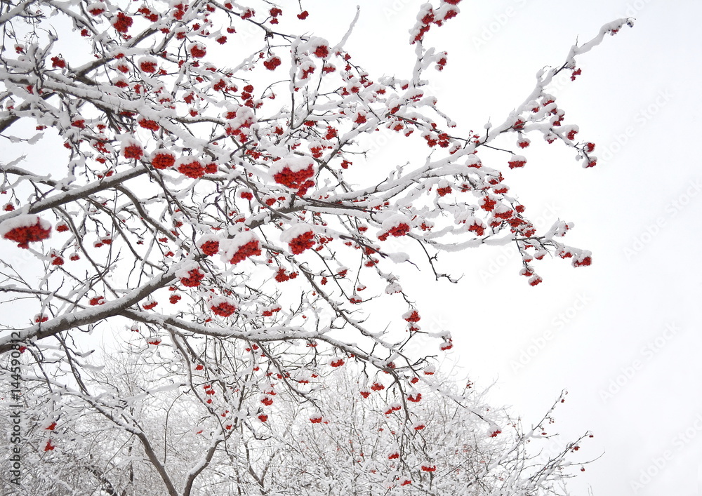 Snowy Rowan branches