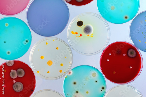 Schilderij op canvas petri dishes in the lab / Growth plates in the laboratory