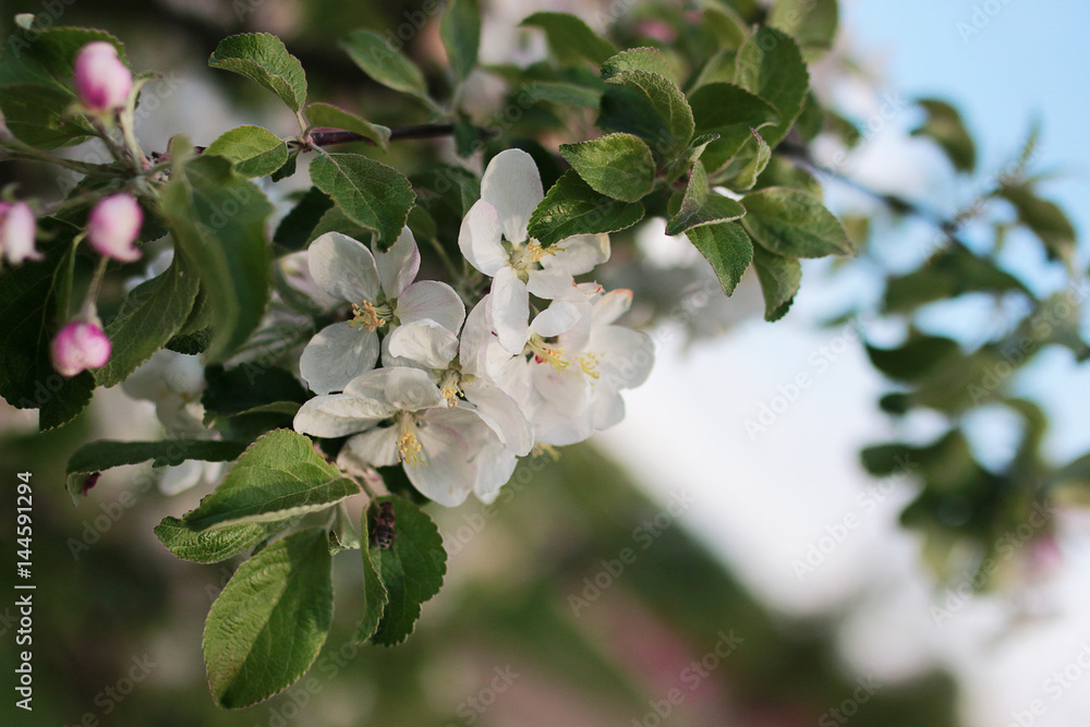 Obraz premium flowering apple tree with bright white flowers