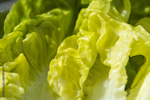 Fresh salad leaves in detail.