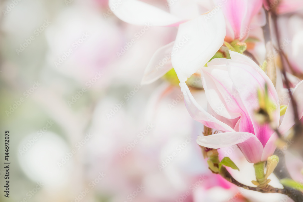 Delicate pink Magnolia flowers at blurred Blossom of Magnolia tree , springtime nature concept, floral border