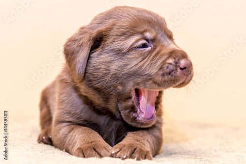 Puppy retriever labrador retriever dog brown chocolate color  