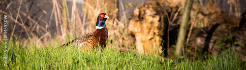 Canvas Print Single male pheasant sits in the grass