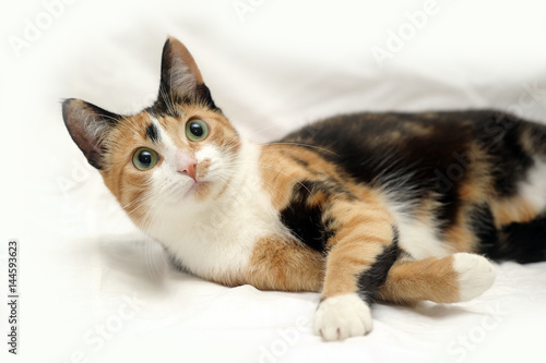 Canvastavla A beautifull female cat, with three colours.
