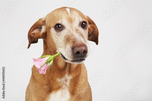Brown dog with pink rose in its mouth. On the bright background. 