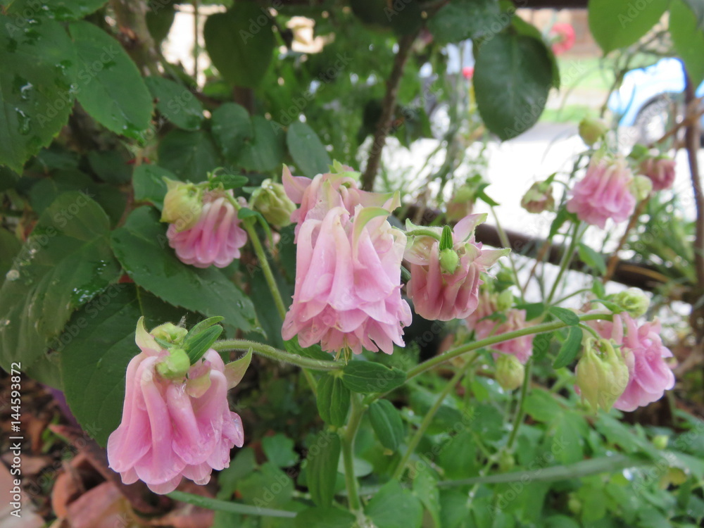 Aquilegia Aquilegia