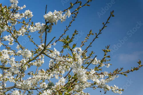 Cherry tree with white flowers and blue sky