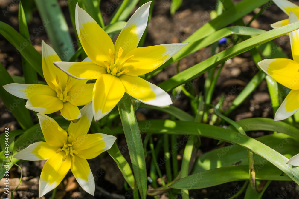 Yellow tulips with green leaves in sunshine Yellow tulips with green leaves in sunshine