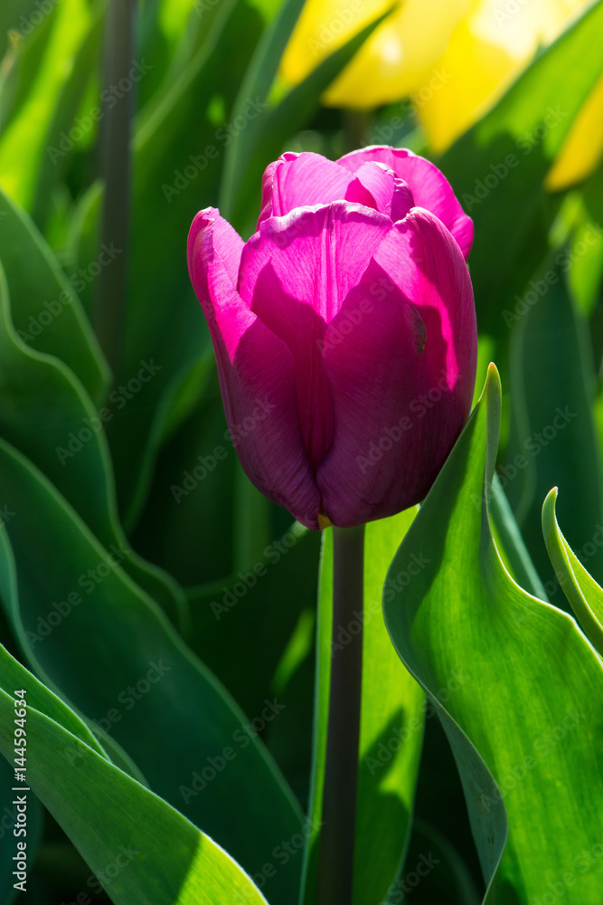 Fototapeta premium Red tulip between the leaves