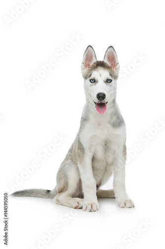 Wallpaper Mural Cute husky puppy dog Torontodigital.ca