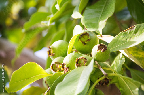 Green guava fruit growing on a tree