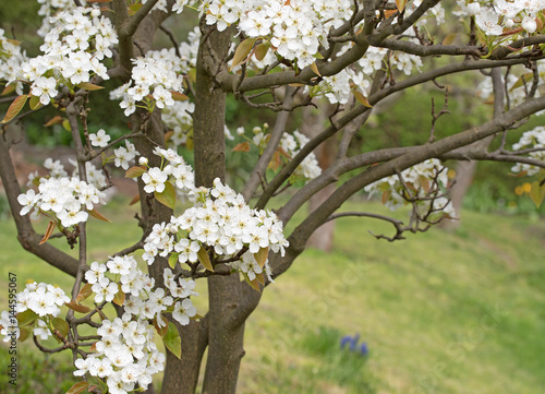 Blühende Nashi-Birne, Pyrus pyrifolia