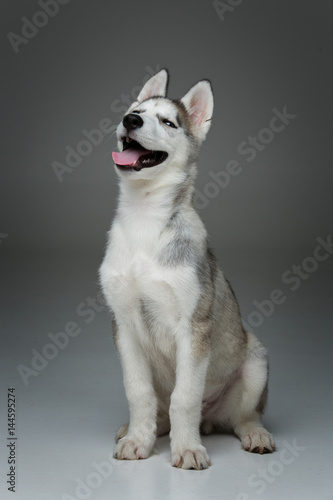 Cute husky puppy dog © svetography