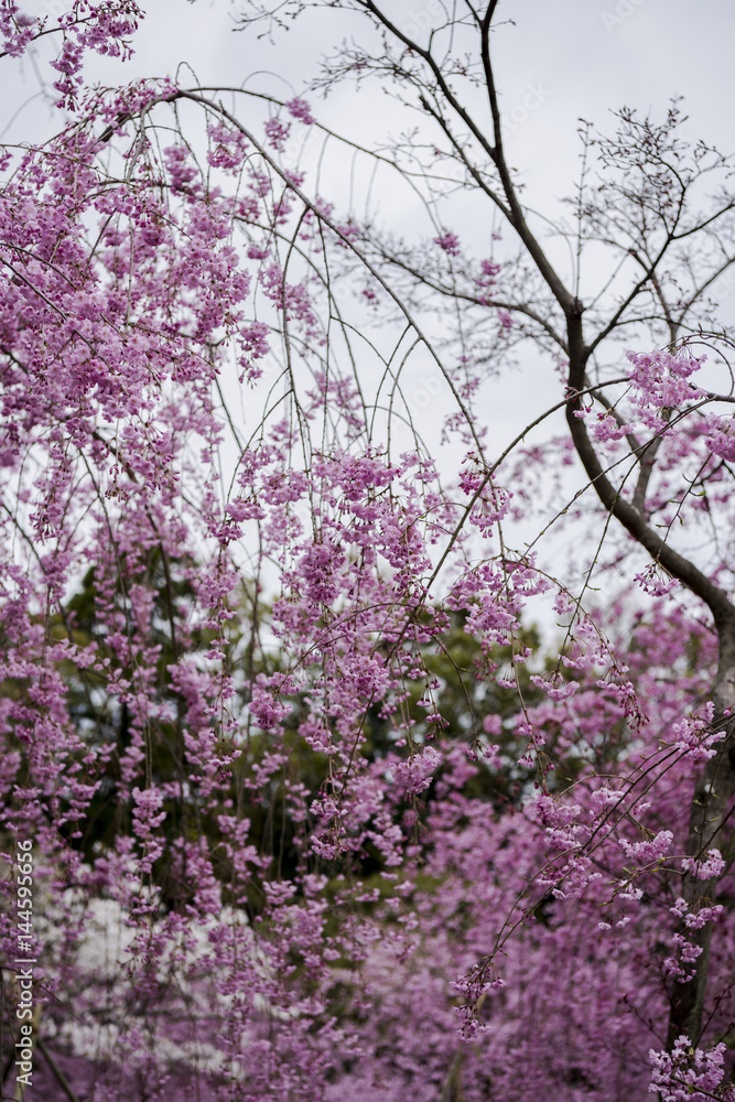 平安神宮の桜