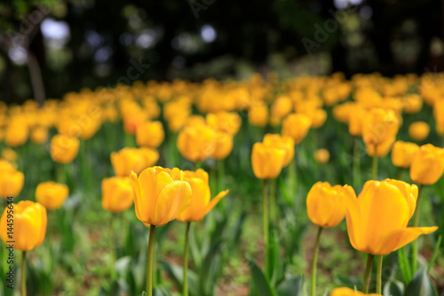 Tulip Garden - Spring