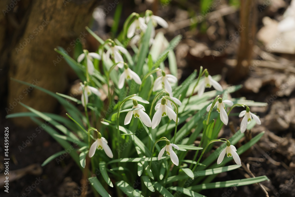 Fototapeta premium white snowdrops in sunny warm spring days, shallow focus