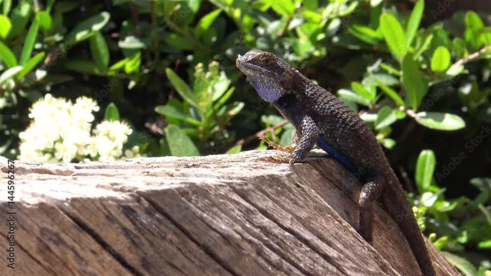 Close up of Lizard Doing Push Ups on a Stump Close up of Lizard Doing Push Ups on a Stump