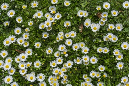 Fototapeta Naklejka Na Ścianę i Meble -   Detailed view at white and yellow blooming Common Daisy or Bellis perennis in their natural habitat.  Lawn Daisies or English Daises full frame background