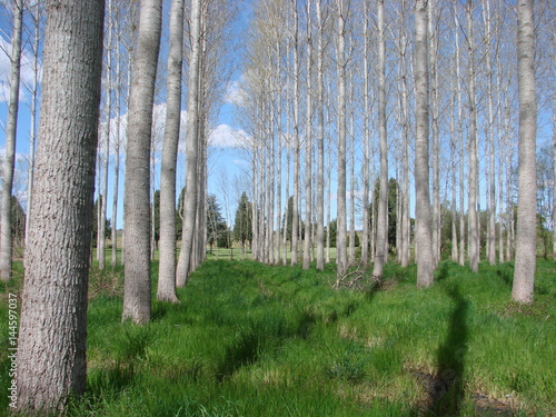 Foto foret peupiler