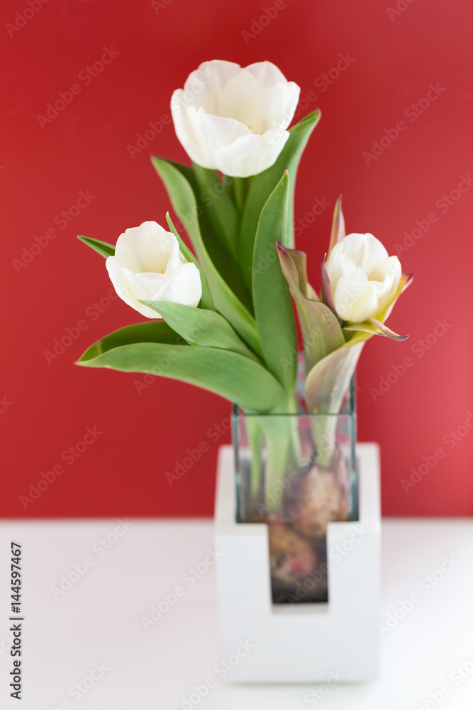 White tulip bucket in vase, modern still life on red and white background White tulip bucket in vase, modern still life on red and white background