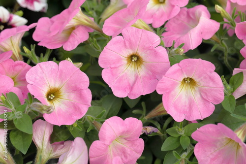 petunia flower
