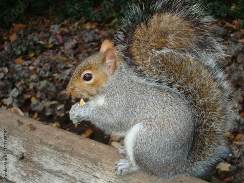 Squirrel gnaws nuts © allarizzo