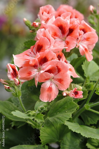 Fototapeta Naklejka Na Ścianę i Meble -  geranium nacranta