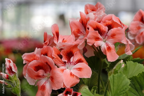 Fototapeta Naklejka Na Ścianę i Meble -  geranium nacranta