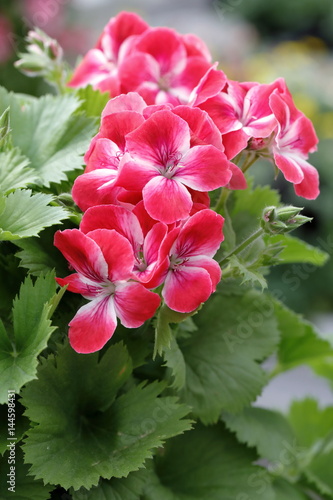 Fototapeta Naklejka Na Ścianę i Meble -  geranium