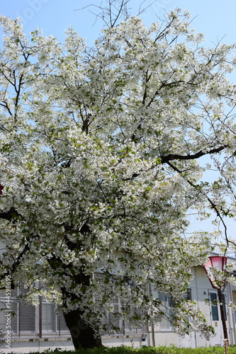 白い八重桜、大島桜（オオシマザクラ）