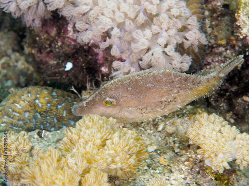Strapweed filefish