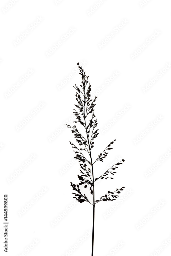 prairie grasses on white background prairie grasses on white background