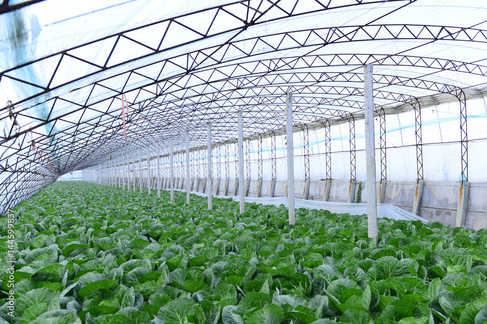Greenhouse vegetables Greenhouse vegetables