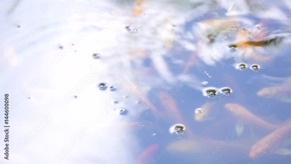 fish floating on the water surface and jump out of the water in the Chinese pond fish floating on the water surface and jump out of the water in the Chinese pond