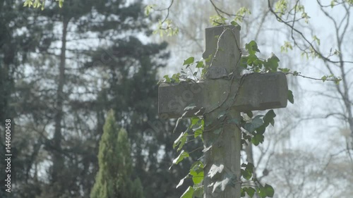 Old tombstone covered with ivy on a sunny spring day. Defocus on tombstone. 4K in SLOG3. Medium shot.